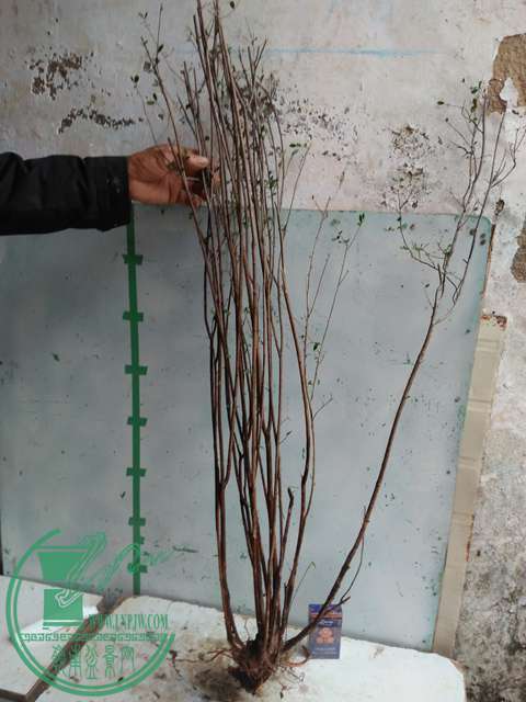 IMG20170112100834.jpg