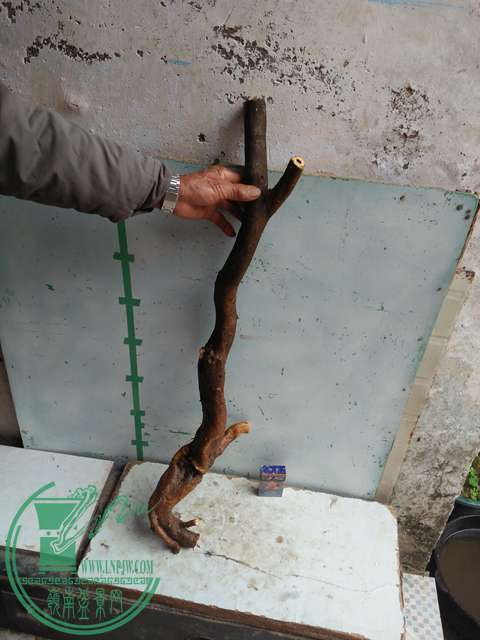 IMG20170114124759.jpg