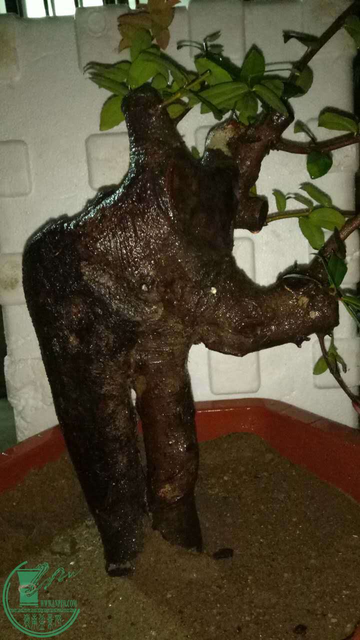 811395603695467124.jpg