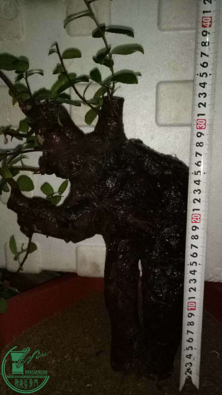 519716337141397705.jpg