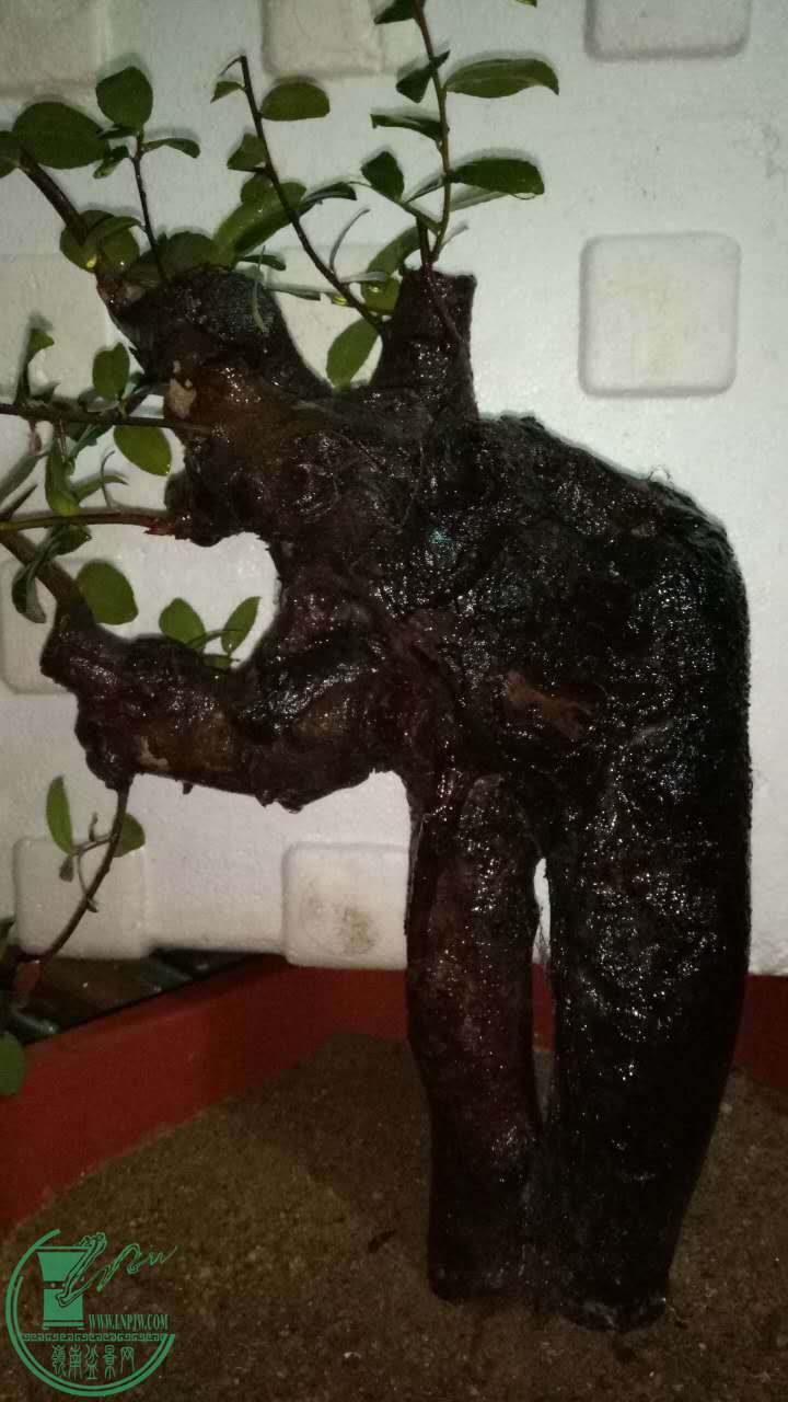 49155701875034454.jpg