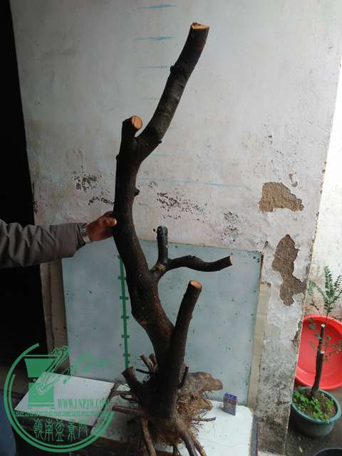 IMG20170115125427.jpg
