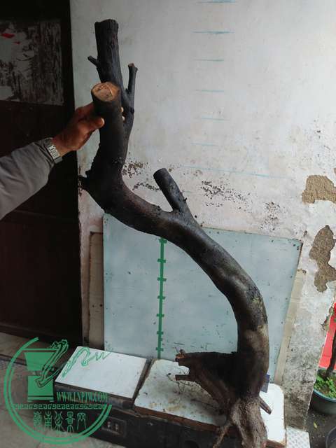 IMG20170115125917.jpg