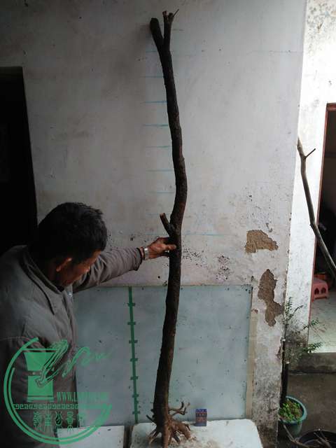 IMG20170116123543.jpg