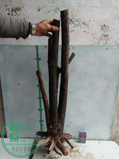 IMG20170116123613.jpg