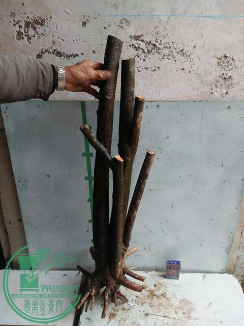 IMG20170116123624.jpg