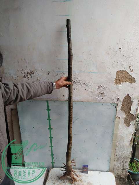 IMG20170116123721.jpg