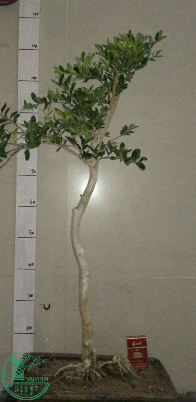QQͼƬ20170116210724.jpg