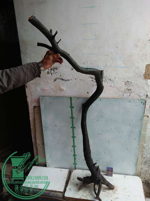 IMG20170116123111.jpg