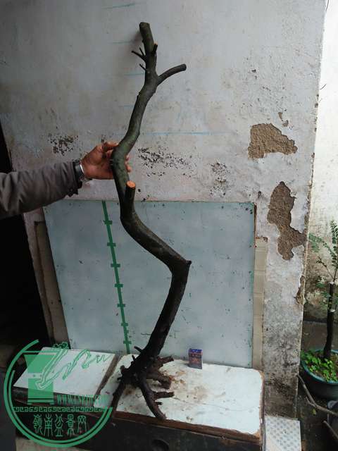 IMG20170116123128.jpg