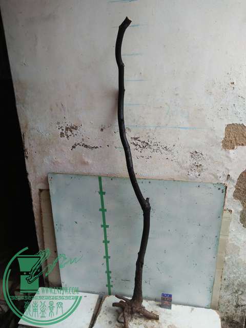 IMG20170116123221.jpg