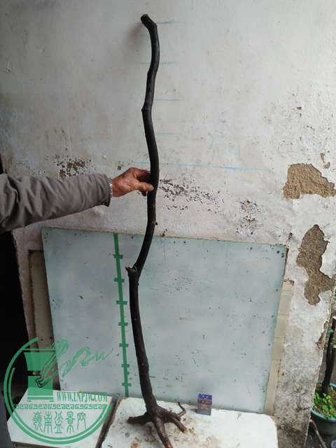 IMG20170116123232.jpg