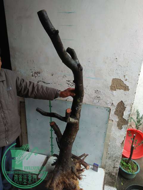 IMG20170115125346.jpg