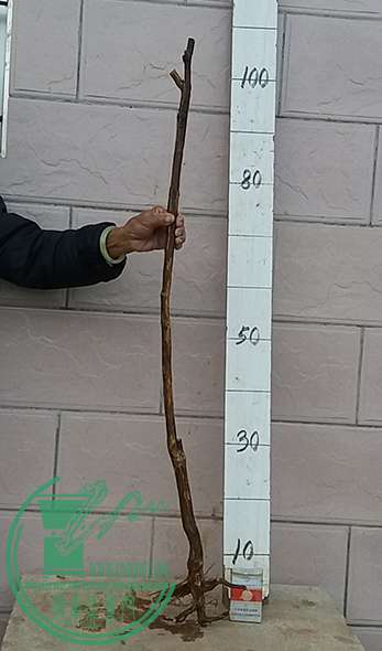 20170119_180427_mh1484823449763.jpg