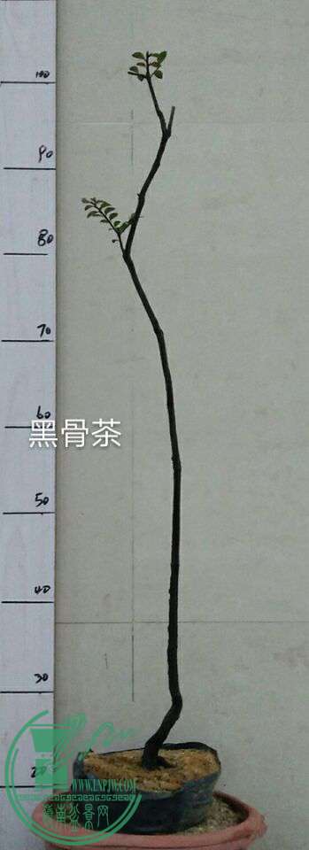 QQͼƬ20170201212337.jpg