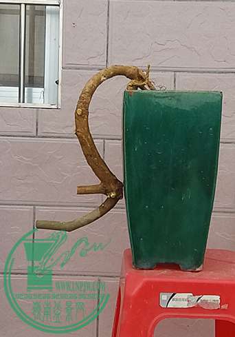 20170203_173624_mh1486118253932.jpg