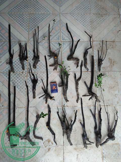 IMG20170203103744.jpg