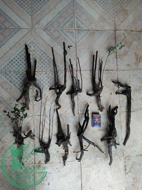 IMG20170203104815.jpg