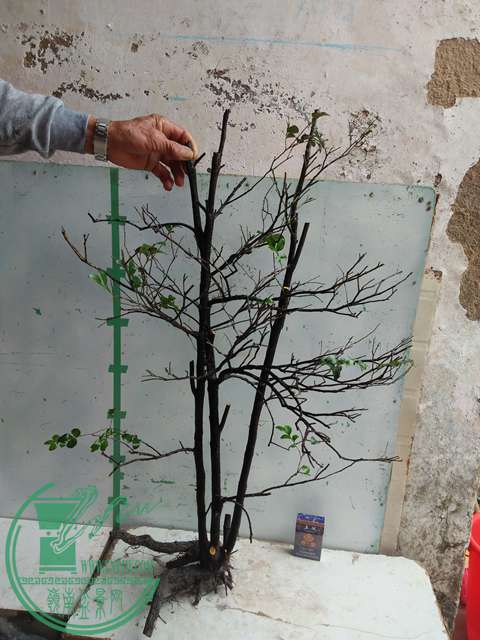 IMG20170203105240.jpg