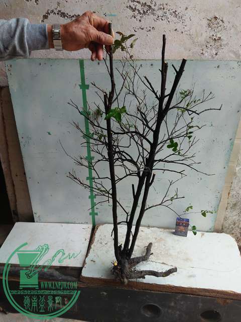 IMG20170203105303.jpg