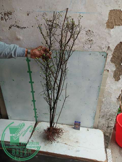 IMG20170203105552.jpg