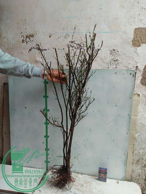 IMG20170203105615.jpg