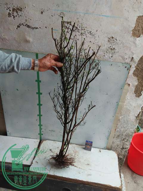 IMG20170203105631.jpg