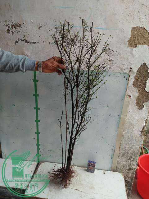 IMG20170203105533.jpg