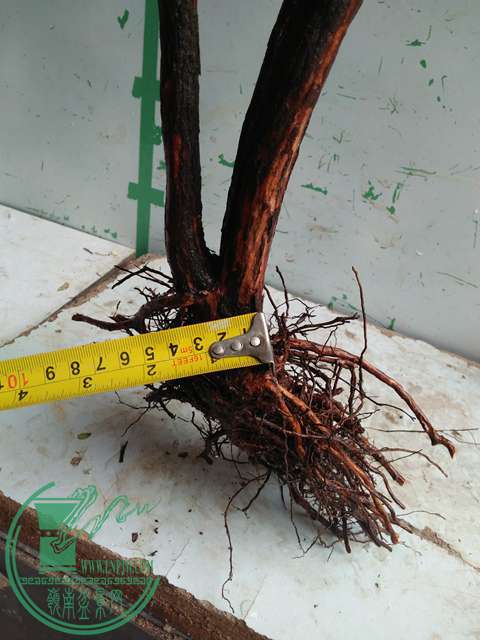 IMG20170203105718.jpg