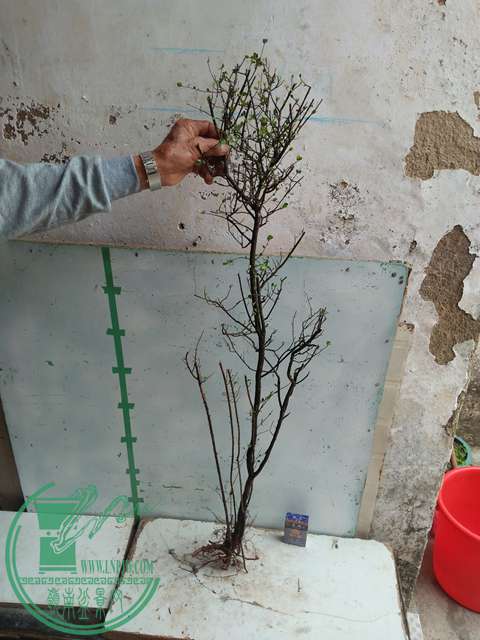 IMG20170203105825.jpg