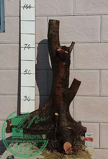 20170205_102152_mh1486261993795.jpg