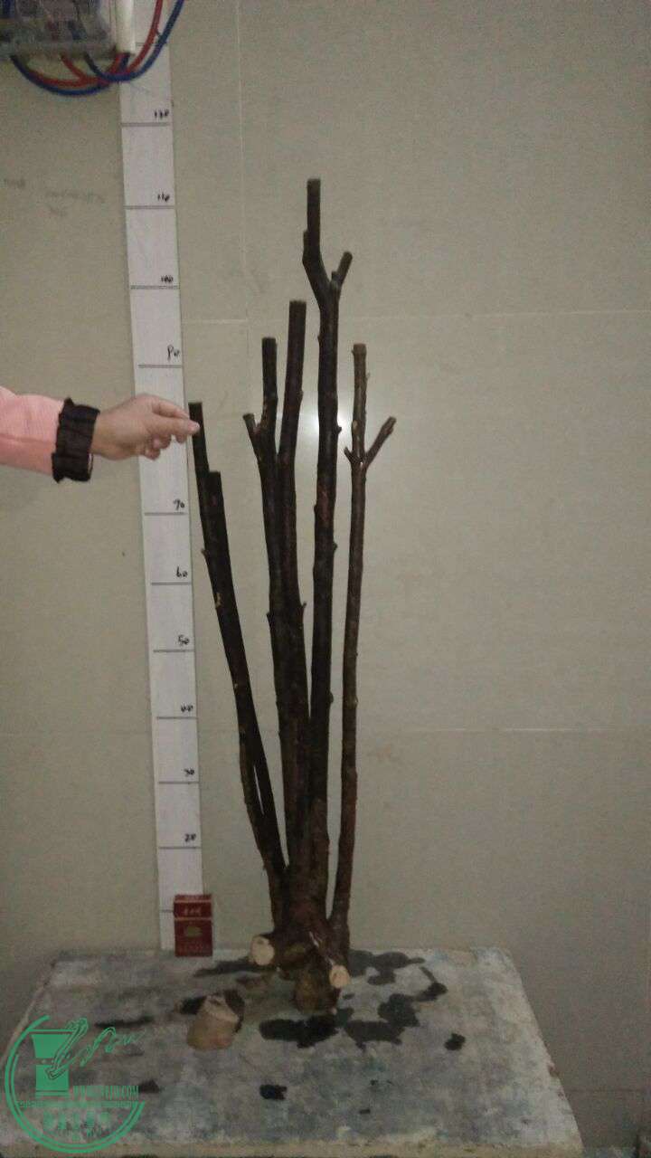 QQͼƬ20170205192826.jpg