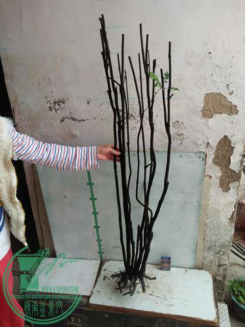 IMG20170204111550.jpg