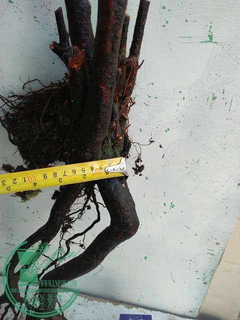 IMG20170205132139.jpg