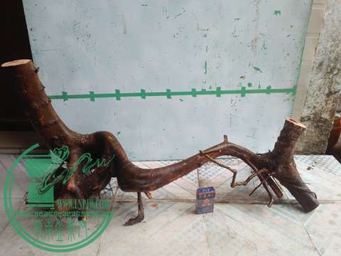IMG20170206090516.jpg