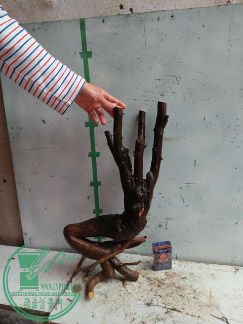 IMG20170206091755.jpg