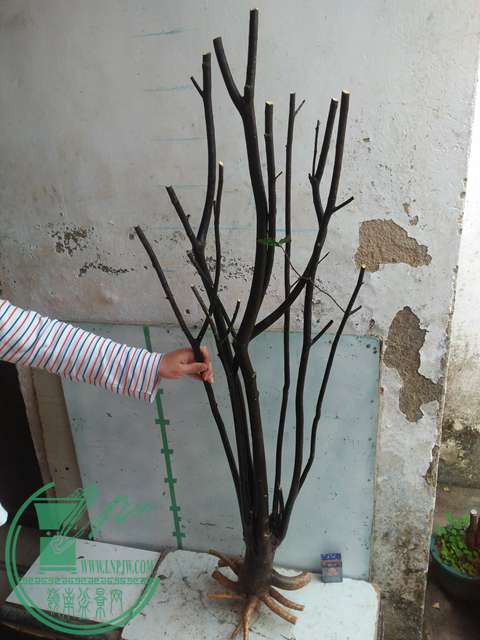 IMG20170206091004.jpg