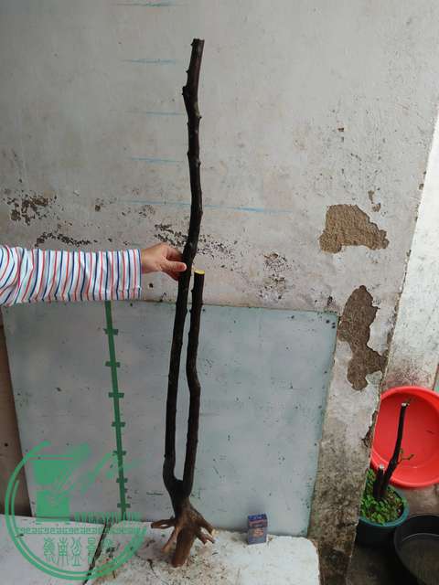IMG20170206092520.jpg