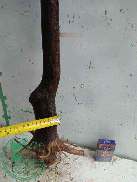 IMG20170206092625.jpg