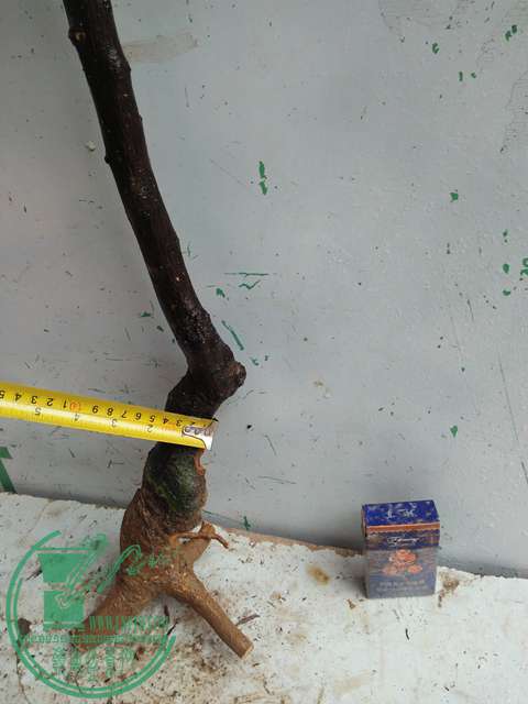 IMG20170206092729.jpg