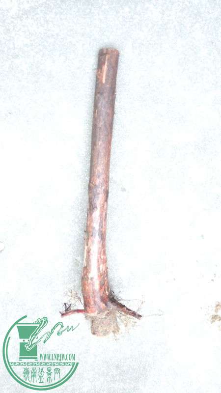 856518