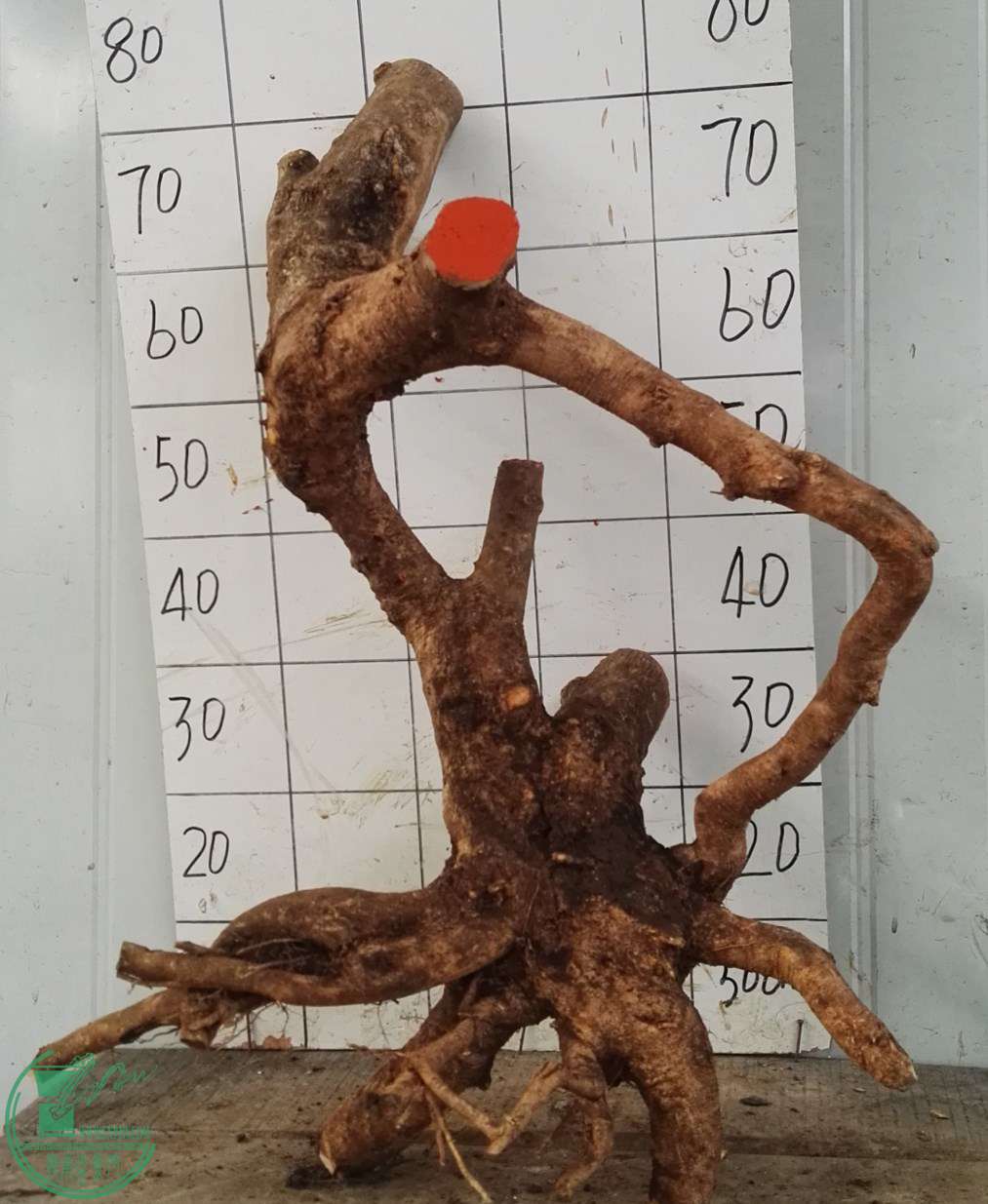 2ŶԽ