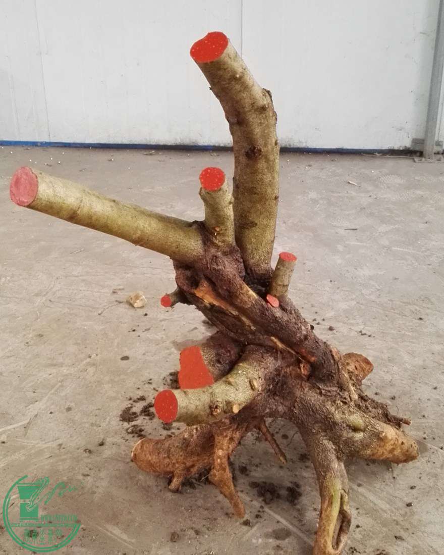 3ŶԽ