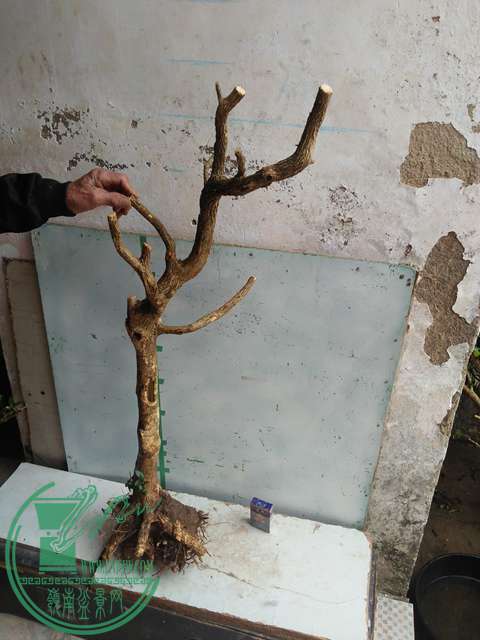 IMG20170210120336.jpg