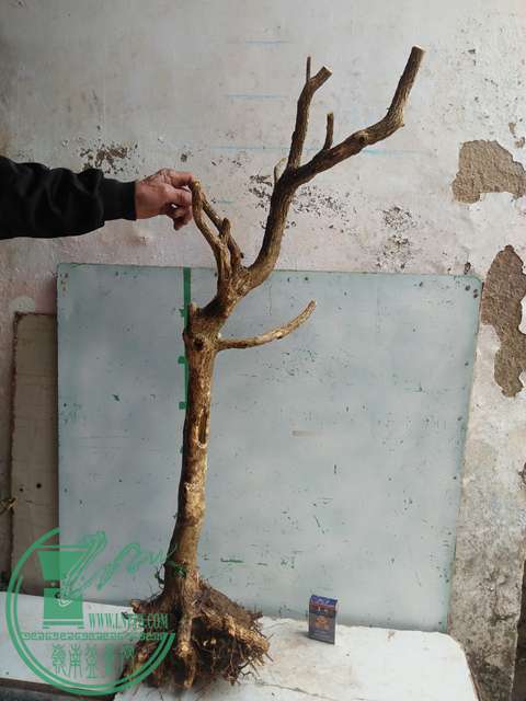 IMG20170210120358.jpg