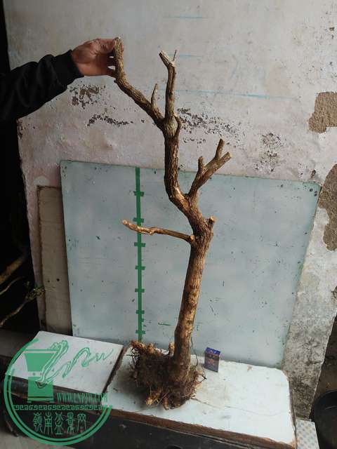 IMG20170210120419.jpg