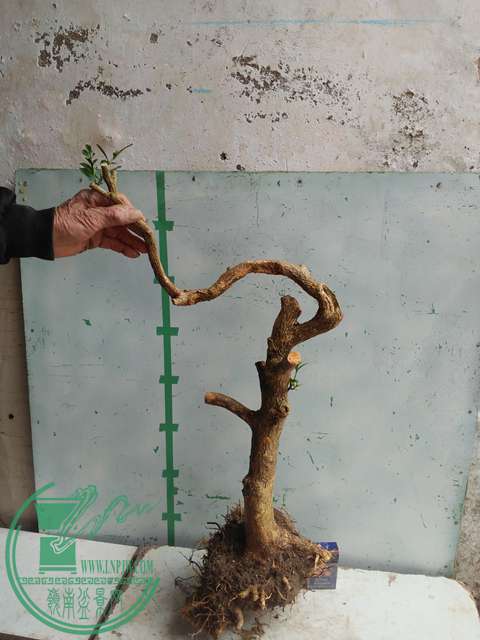 IMG20170210120549.jpg