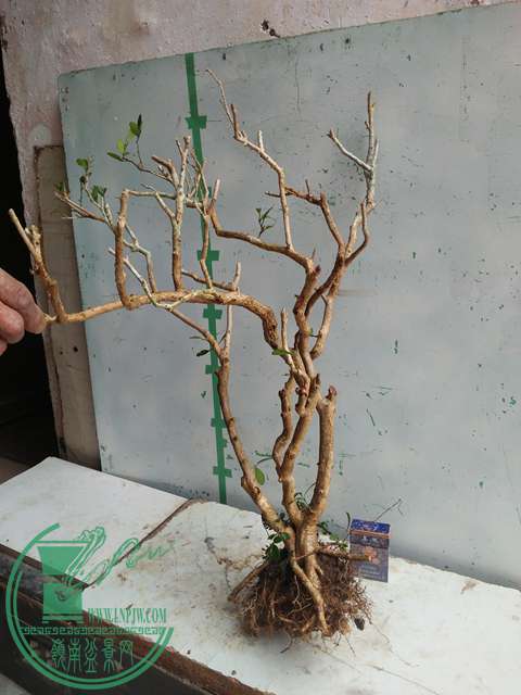 IMG20170210120732.jpg