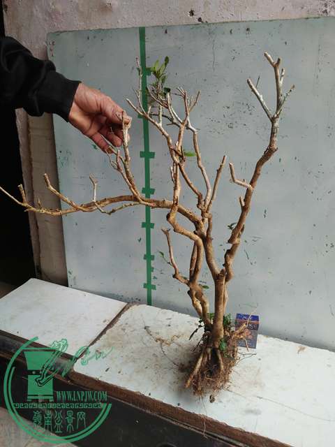 IMG20170210120741.jpg