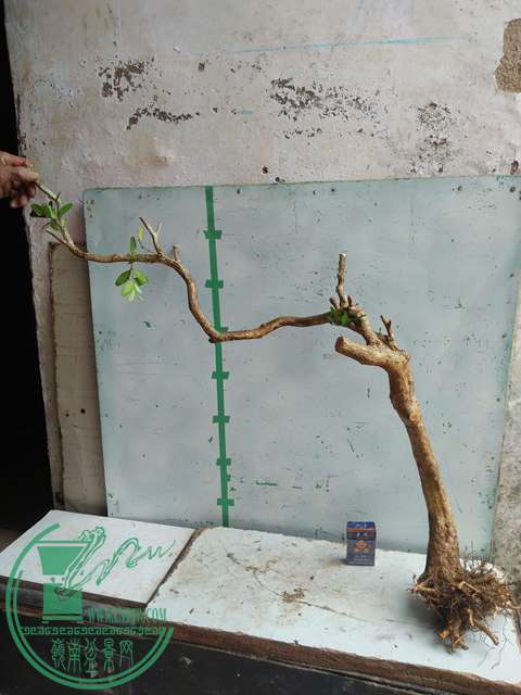 IMG20170210120901.jpg